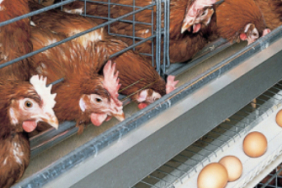 kucuk-olcekli-yumurta-ureticileri-icin-haftalik-satis-limiti-artirildi-1772173975