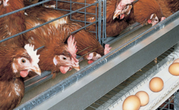 kucuk-olcekli-yumurta-ureticileri-icin-haftalik-satis-limiti-artirildi-1772173975