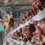 kus-gribi-magduru-ciftcilere-fransa-dan-ekonomik-destek-1772028213