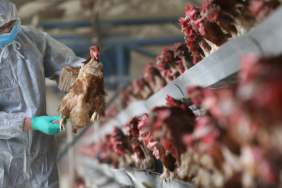 kus-gribi-magduru-ciftcilere-fransa-dan-ekonomik-destek-1772028213