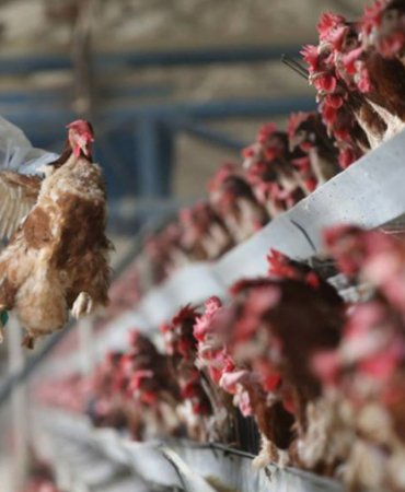 kus-gribi-magduru-ciftcilere-fransa-dan-ekonomik-destek-1772028213