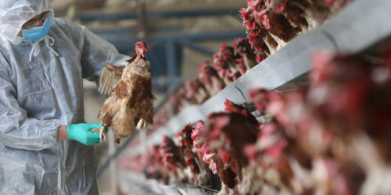 Fransa’dan Kuş Gribi Etkilenen Çiftçilere Destek