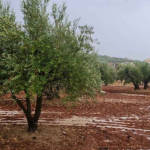 suriye-nin-kisitli-su-kaynaklari-zeytinyagi-ihracatiyla-daha-da-tukeniyor-1772120580