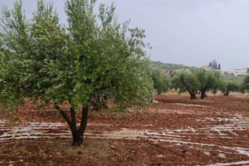 suriye-nin-kisitli-su-kaynaklari-zeytinyagi-ihracatiyla-daha-da-tukeniyor-1772120580