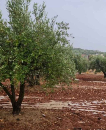 suriye-nin-kisitli-su-kaynaklari-zeytinyagi-ihracatiyla-daha-da-tukeniyor-1772120580