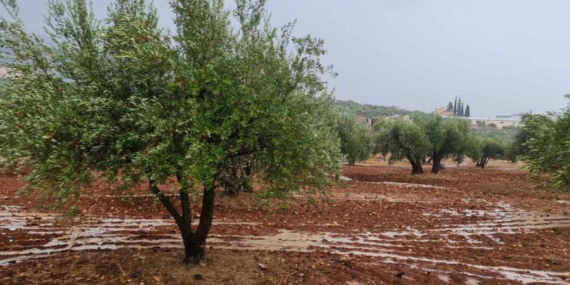 Suriye’nin Su Kaynakları Zeytinyağı İhracatıyla Azalıyor