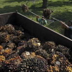 enerji-soku-bitki-bazli-yakitlara-da-sicradi-1773135669