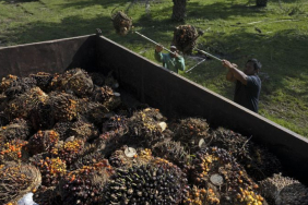 enerji-soku-bitki-bazli-yakitlara-da-sicradi-1773135669