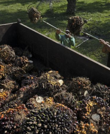 enerji-soku-bitki-bazli-yakitlara-da-sicradi-1773135669