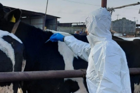 guney-afrika-turkiye-den-sap-asisi-ithal-etti-1772461449