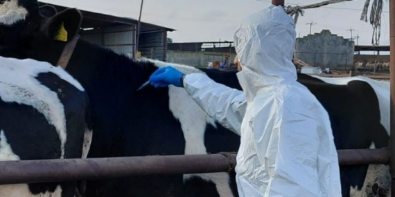 Güney Afrika, Türkiye’den şap aşısı aldı