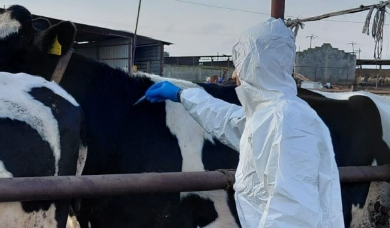 guney-afrika-turkiye-den-sap-asisi-ithal-etti-1772461449