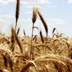 hurmuz-de-gubre-sevkiyati-endiseleri-bugday-fiyatlarini-yukseltti-1774338413