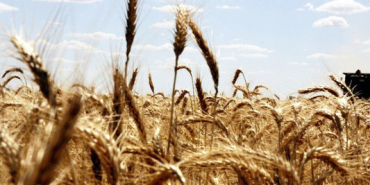 hurmuz-de-gubre-sevkiyati-endiseleri-bugday-fiyatlarini-yukseltti-1774338413