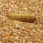 hurmuz-krizi-misir-fiyatlarini-iki-haftanin-zirvesine-tasidi-1774258650