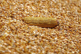 hurmuz-krizi-misir-fiyatlarini-iki-haftanin-zirvesine-tasidi-1774258650