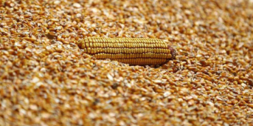 hurmuz-krizi-misir-fiyatlarini-iki-haftanin-zirvesine-tasidi-1774258650