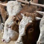 ipard-iii-programi-2026-yili-cagri-takvimi-yayimlandi-1773659208