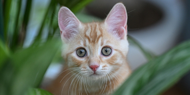 italya-da-aile-yapisi-yeniden-tanimlandi-hasta-evcil-hayvana-bakmak-yasal-yukumluluk-oldu-1774347335