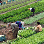 itb-baskani-kestelli-ureticilerin-cikis-yolu-organik-tarim-1774946937