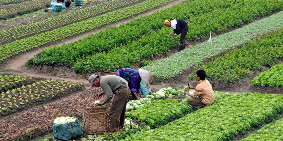 İTB Başkanı Kestelli: Organik tarım üreticilere çözüm