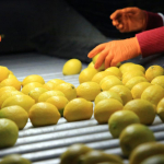 limon-ithalatinda-gumruk-vergisi-dusuruldu-1773295856