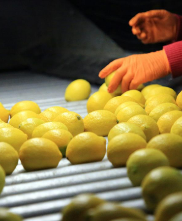 limon-ithalatinda-gumruk-vergisi-dusuruldu-1773295856