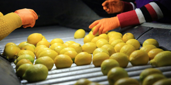 Limon İthalatında Vergi Oranı Azaltıldı