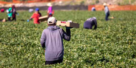 Tarım İşçilerine En Yüksek Ücret Veren İller Açıklandı