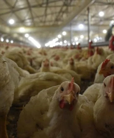 tavuk-eti-fiyatlarina-bayram-oncesi-yuzde-25-zam-1773906841