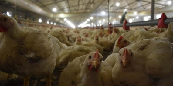 Bayram öncesi tavuk etine yüzde 25 zam yapıldı