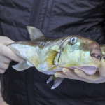 50-milyon-balon-baliginin-ekosisteme-girisi-engellendi-1776844379