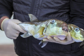 50-milyon-balon-baliginin-ekosisteme-girisi-engellendi-1776844379