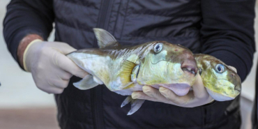 50-milyon-balon-baliginin-ekosisteme-girisi-engellendi-1776844379