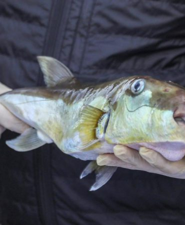 50-milyon-balon-baliginin-ekosisteme-girisi-engellendi-1776844379