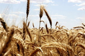 bugday-fiyatlarinda-iki-ayin-en-sert-yukselisi-1776408187