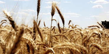 bugday-fiyatlarinda-iki-ayin-en-sert-yukselisi-1776408187