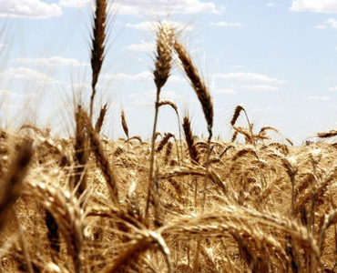 bugday-fiyatlarinda-iki-ayin-en-sert-yukselisi-1776408187