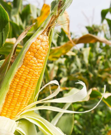 misir-ithalati-icin-tarife-kontenjani-acildi-1776406318