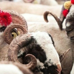 vekaletle-kurban-kesim-bedeli-aciklandi-1776676405