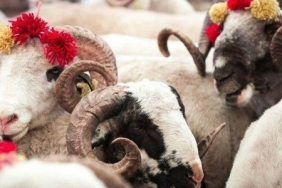 vekaletle-kurban-kesim-bedeli-aciklandi-1776676405