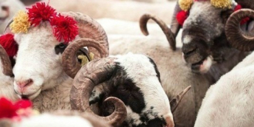 vekaletle-kurban-kesim-bedeli-aciklandi-1776676405