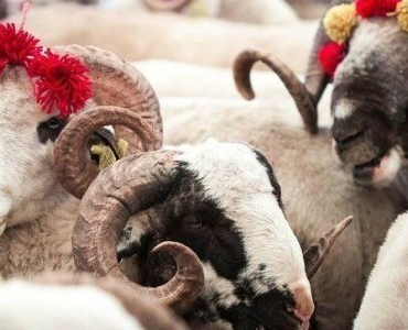 vekaletle-kurban-kesim-bedeli-aciklandi-1776676405