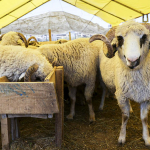 yetistiricilerden-kurban-pazarlarindaki-yuksek-kiralara-tepki-1777537194