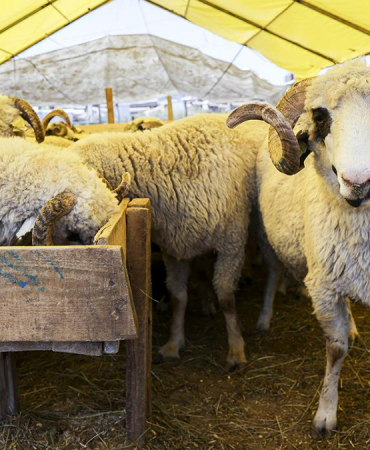 yetistiricilerden-kurban-pazarlarindaki-yuksek-kiralara-tepki-1777537194