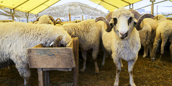 Kurban Pazarlarındaki Yüksek Kiralar Yetiştiricileri Rahatsız Etti