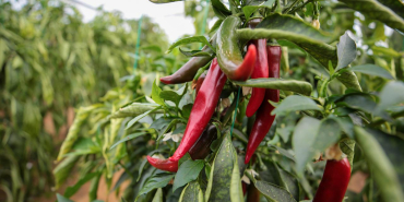 zirai-ilaclara-dijital-takip-b-recete-temmuzda-ulke-genelinde-uygulanacak-1777037623