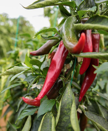 zirai-ilaclara-dijital-takip-b-recete-temmuzda-ulke-genelinde-uygulanacak-1777037623