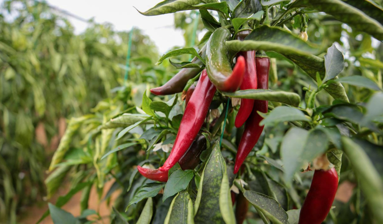 zirai-ilaclara-dijital-takip-b-recete-temmuzda-ulke-genelinde-uygulanacak-1777037623