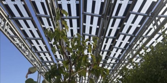 Güneş enerjisinin elektrik üretimindeki payı %16,3 oldu
